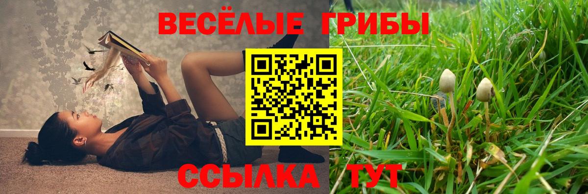 Красногорск  магазин продажи   Вход с VPN  Псилоцибиновые грибы Psilocybine cubensis 